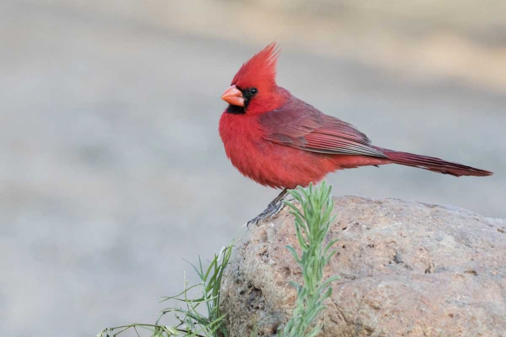 Art Print: AZ, Amado Male northern cardinal perched on rock