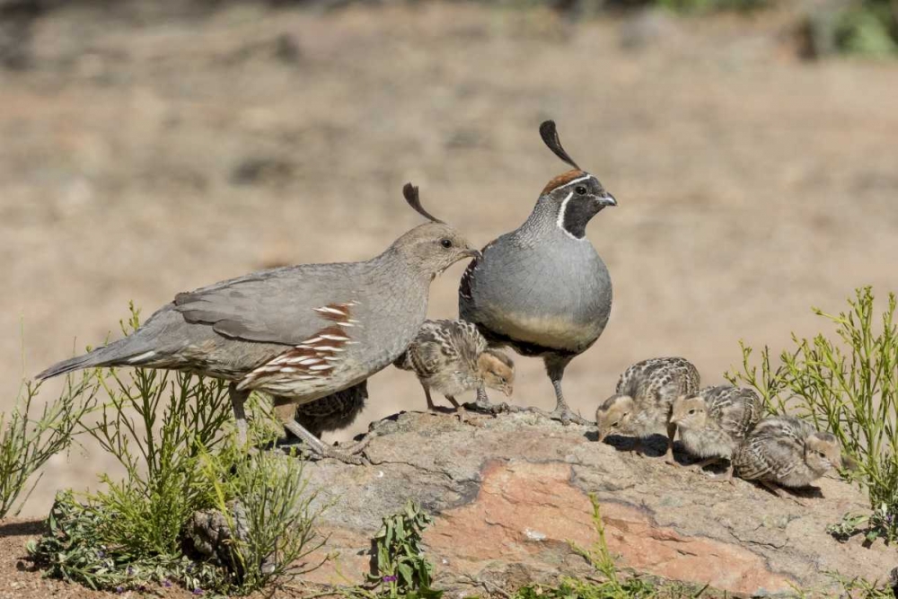 Wall Art Painting id:129903, Name: AZ, Amado Gambels quail with chicks, Artist: Kaveney, Wendy