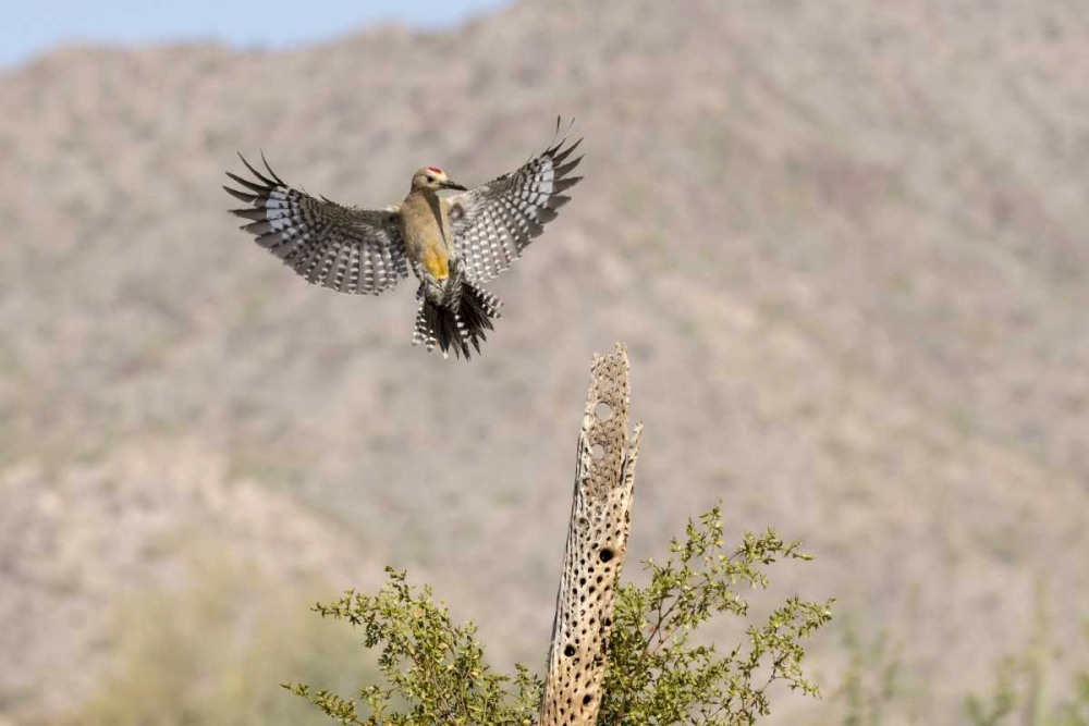 Art Print: AZ, Buckeye Gila woodpecker on cholla skeleton
