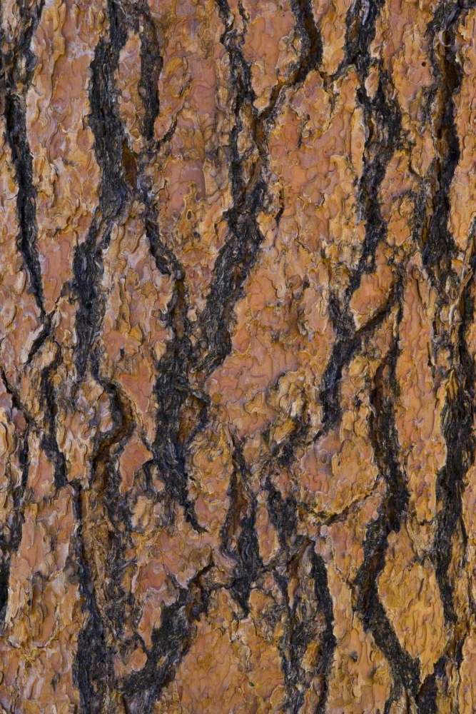 Art Print: Arizona, Grand Canyon NP Ponderosa pine bark
