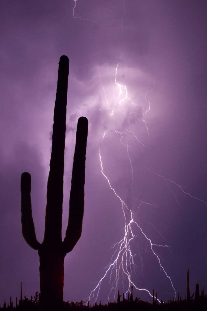 Wall Art Painting id:136600, Name: Arizona Saguaro cactus and lightning, Artist: Zuckerman, Jim