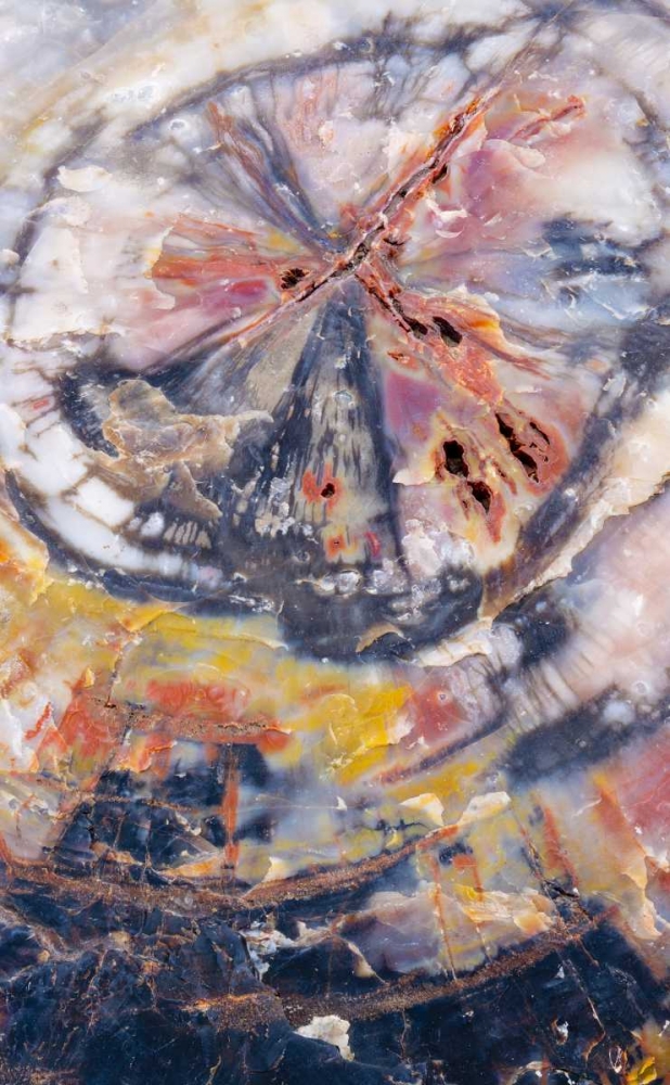 Art Print: Arizona, Petrified Forest Petrified wood detail