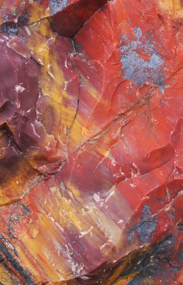 Art Print: Arizona, Petrified Forest Petrified wood detail