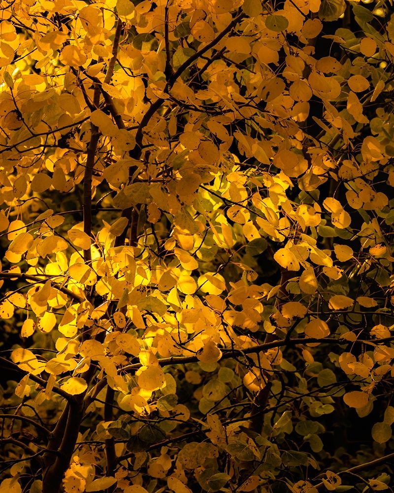 Art Print: Arizona-Flagstaff Aspen tree leaves in at sunset