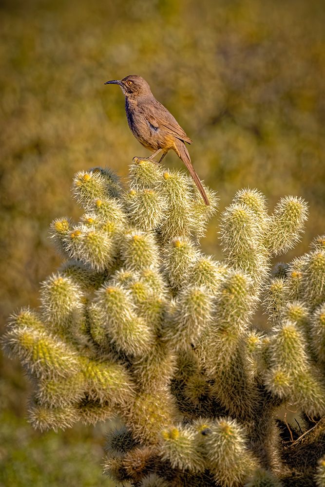 Art Print: USA-Arizona-McDowell State Park. Curve-billed thrasher atop cactus.