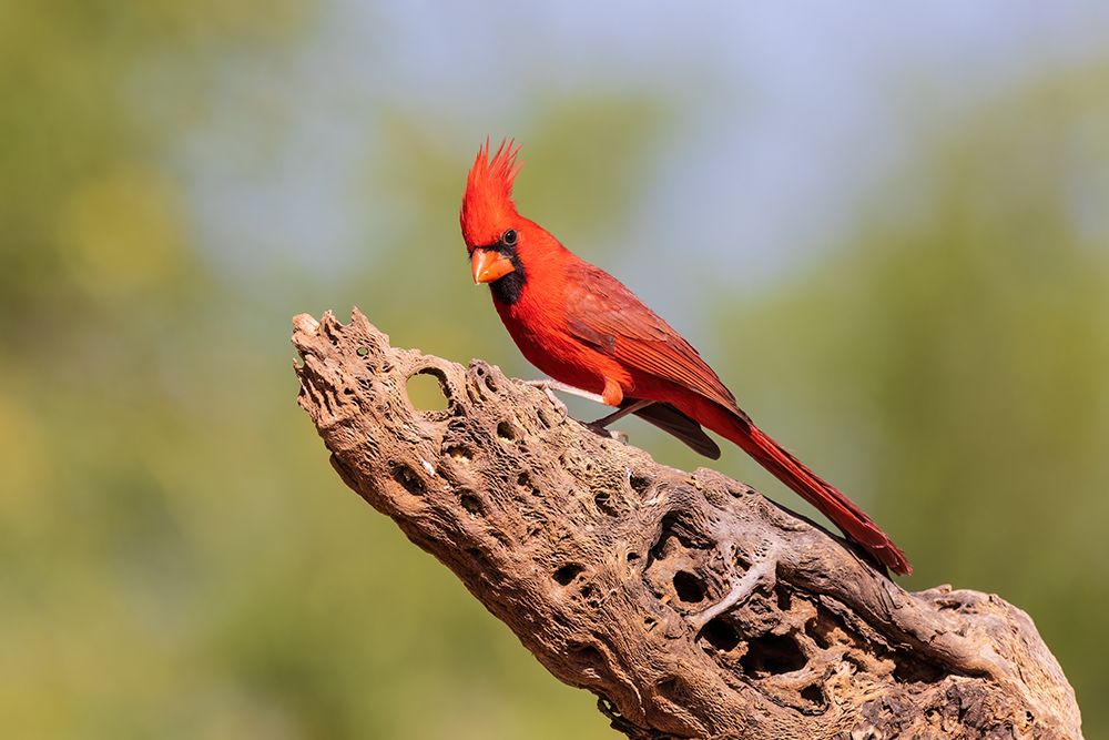 Art Print: Northern Cardinal male-Pima County-Arizona