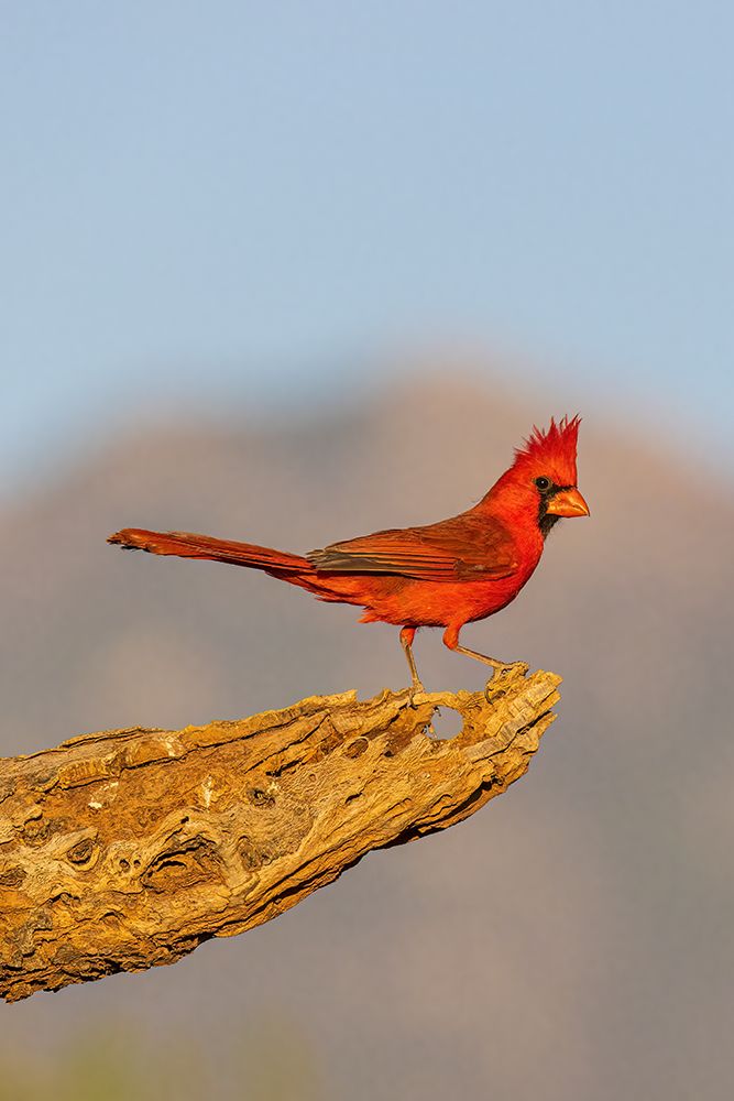 Art Print: Northern Cardinal male-Pima County-Arizona