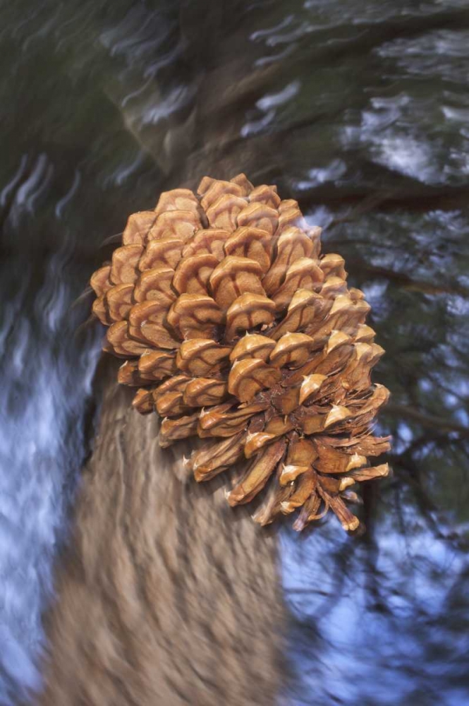 Art Print: CA, Sierra Nevada, A Ponderosa pine cone