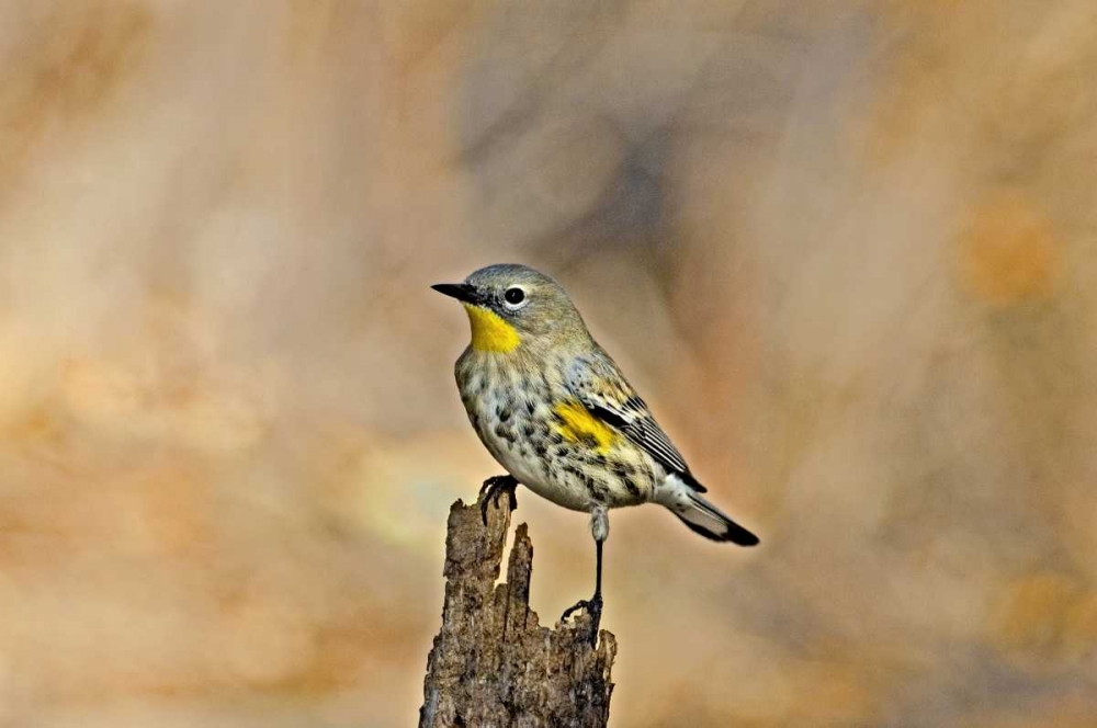 Art Print: CA, Los Angeles Male yellow-rumped warbler