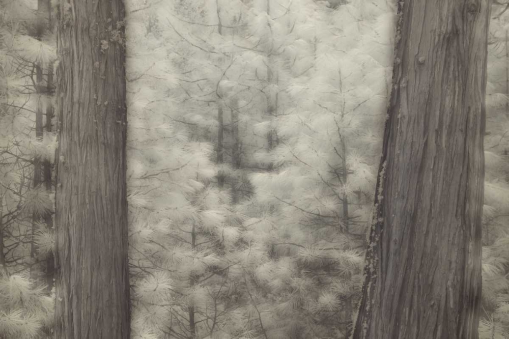 Wall Art Painting id:126929, Name: CA, Yosemite Pine trees in a snowstorm, Artist: Anon, Josh