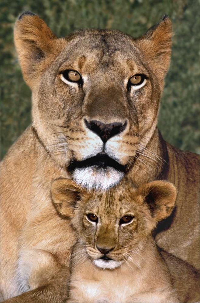 Art Print: CA, Los Angeles, African lioness mother and cub