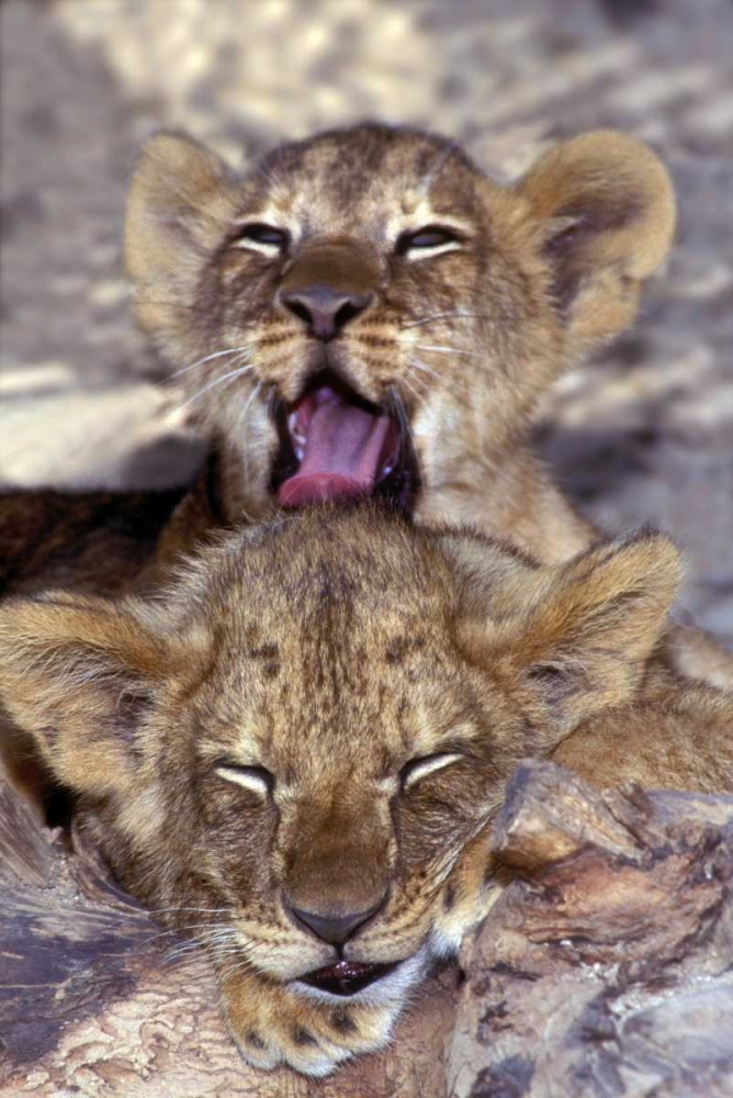 Art Print: CA, Los Angeles Co, African lion cubs