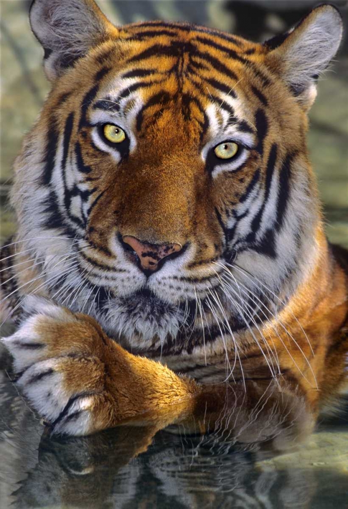 Art Print: CA, Los Angeles Co, Bengal tiger in water