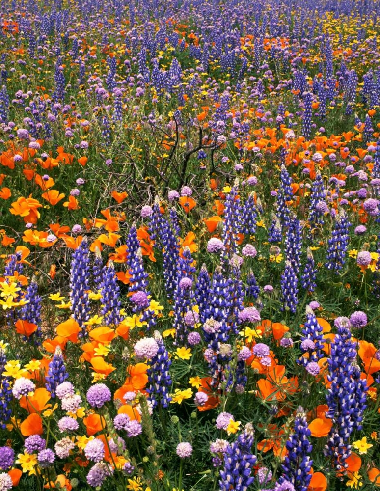 Art Print: CA, Gorman Field of poppies and lupine flowers