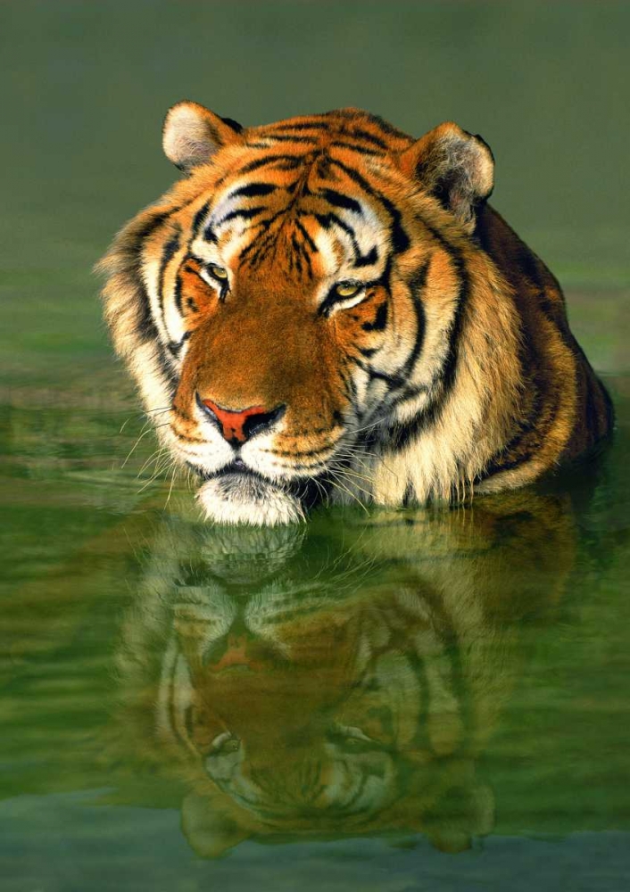 Art Print: CA, Los Angeles Co, Bengal tiger in water