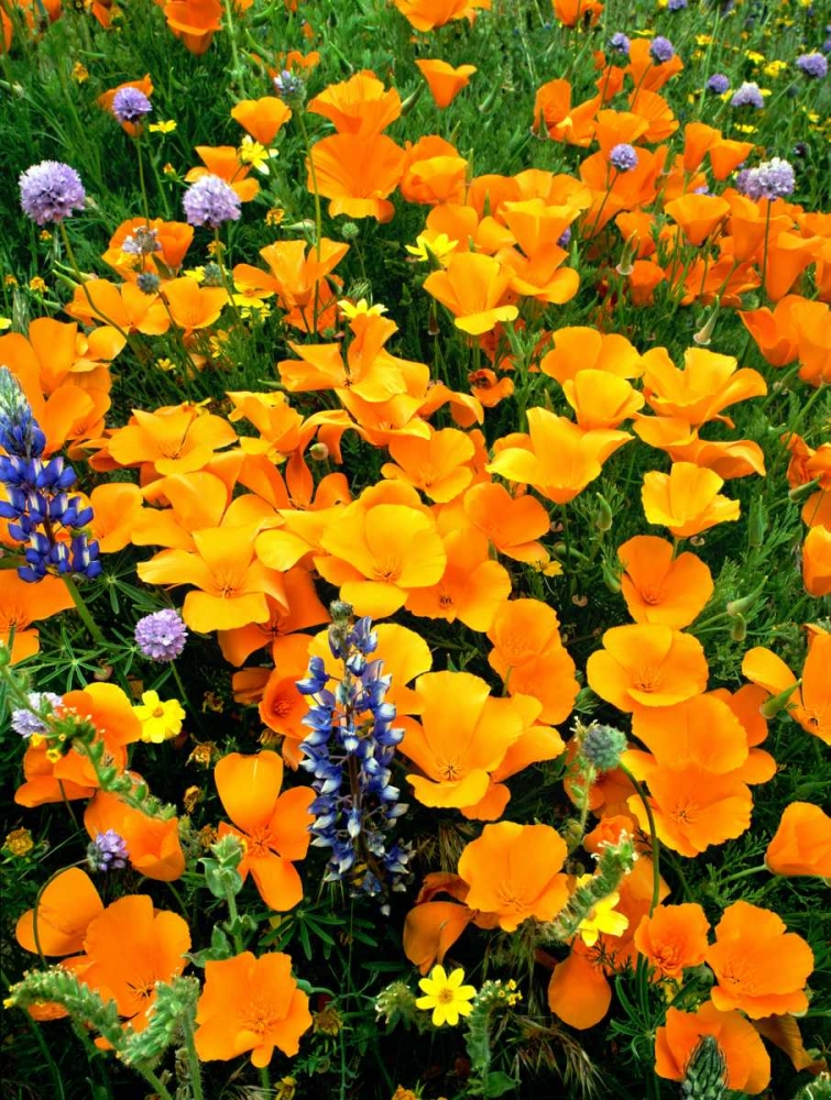 Art Print: CA, Gorman Field of poppies and Lupines