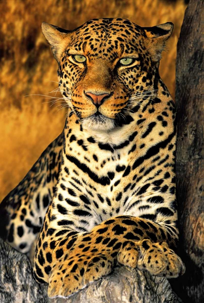 Art Print: CA, Los Angeles Co, African leopard