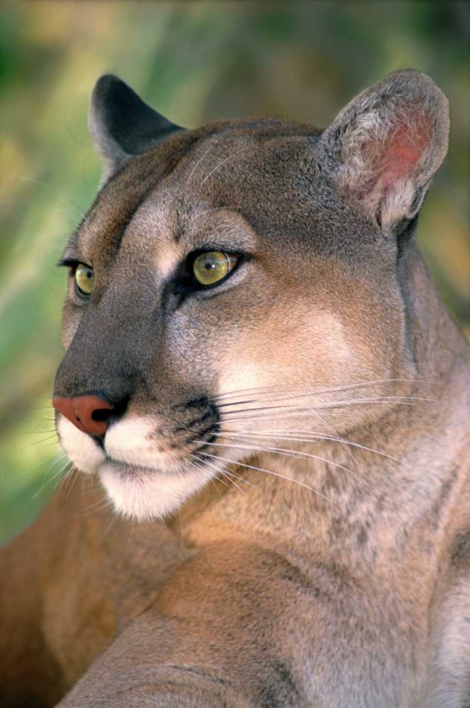 Art Print: CA, Los Angeles Co, Portrait of mountain lion