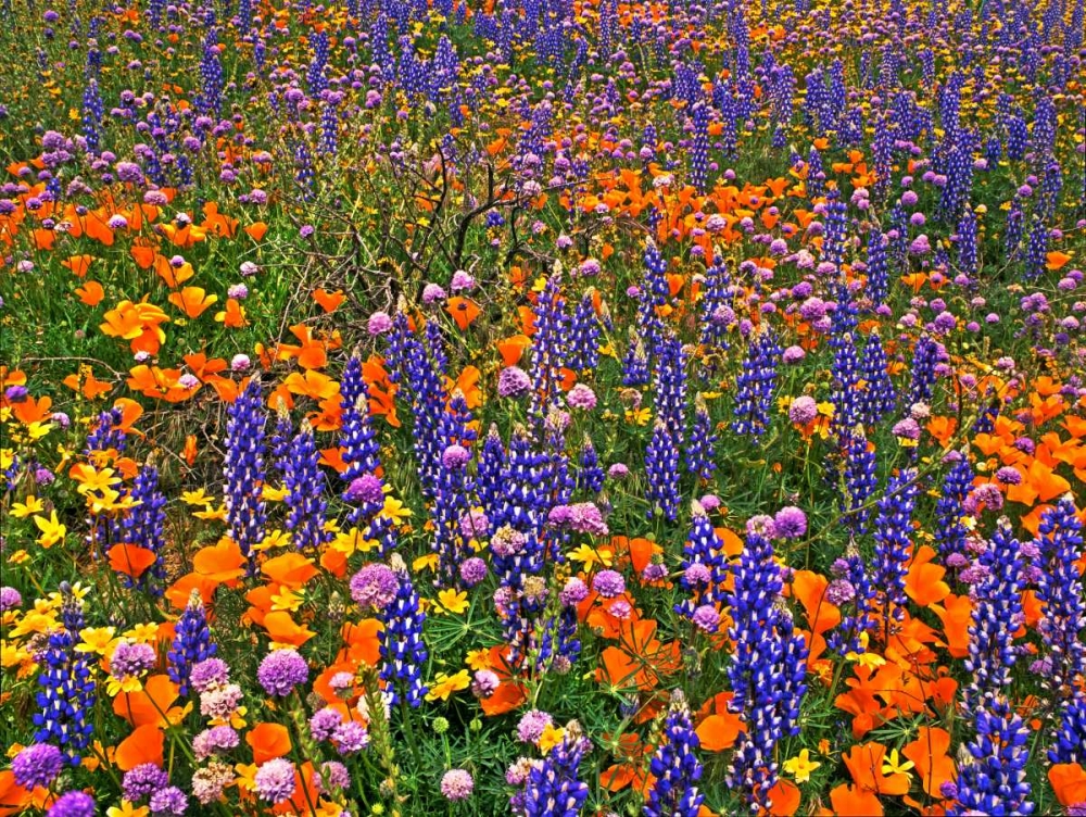 Art Print: CA, Gorman Field of colorful flowers