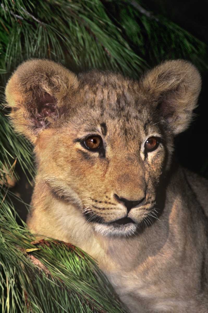 Art Print: CA, Los Angeles Co, African lion cub