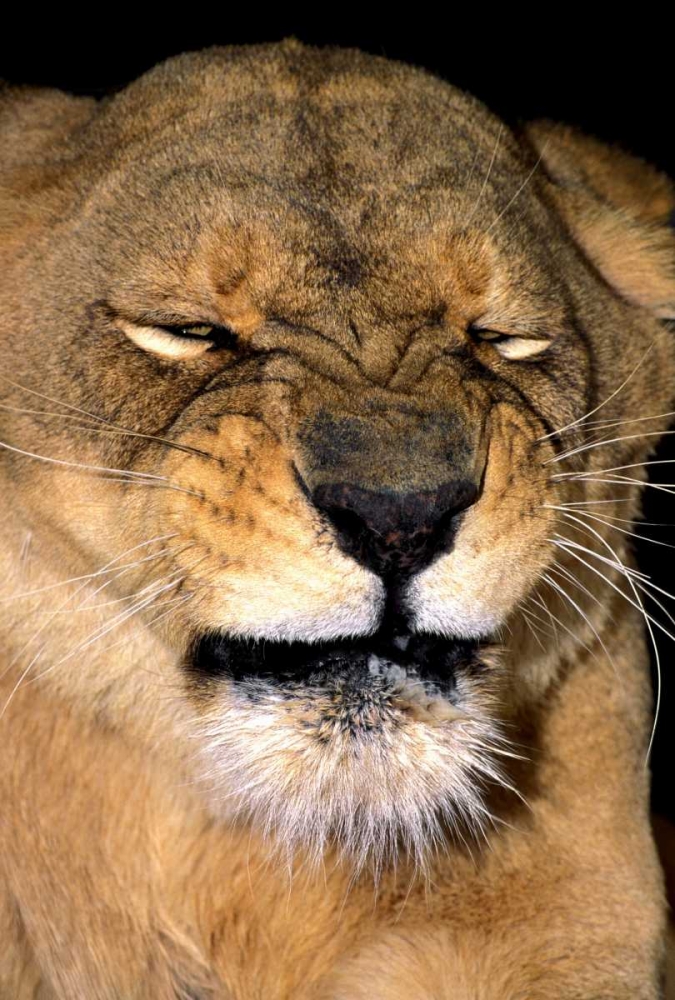 Art Print: CA, Los Angeles Co, African lioness grimacing
