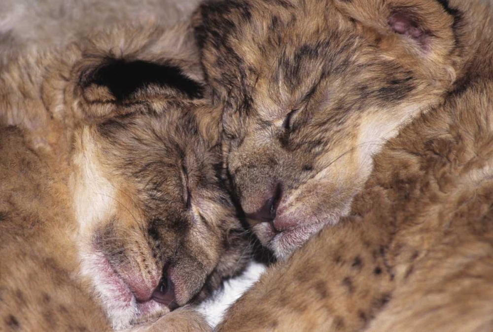 Art Print: CA, Los Angeles Co, Two sleeping lion babies