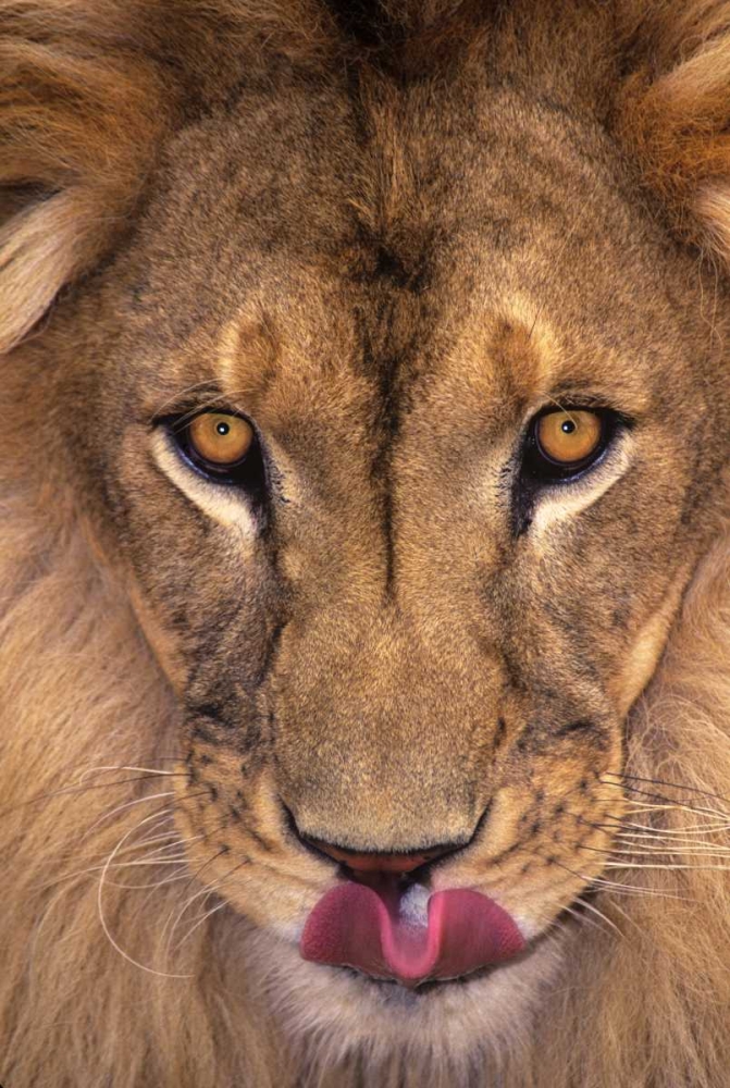 Art Print: CA, Los Angeles Co, African lion with tongue out