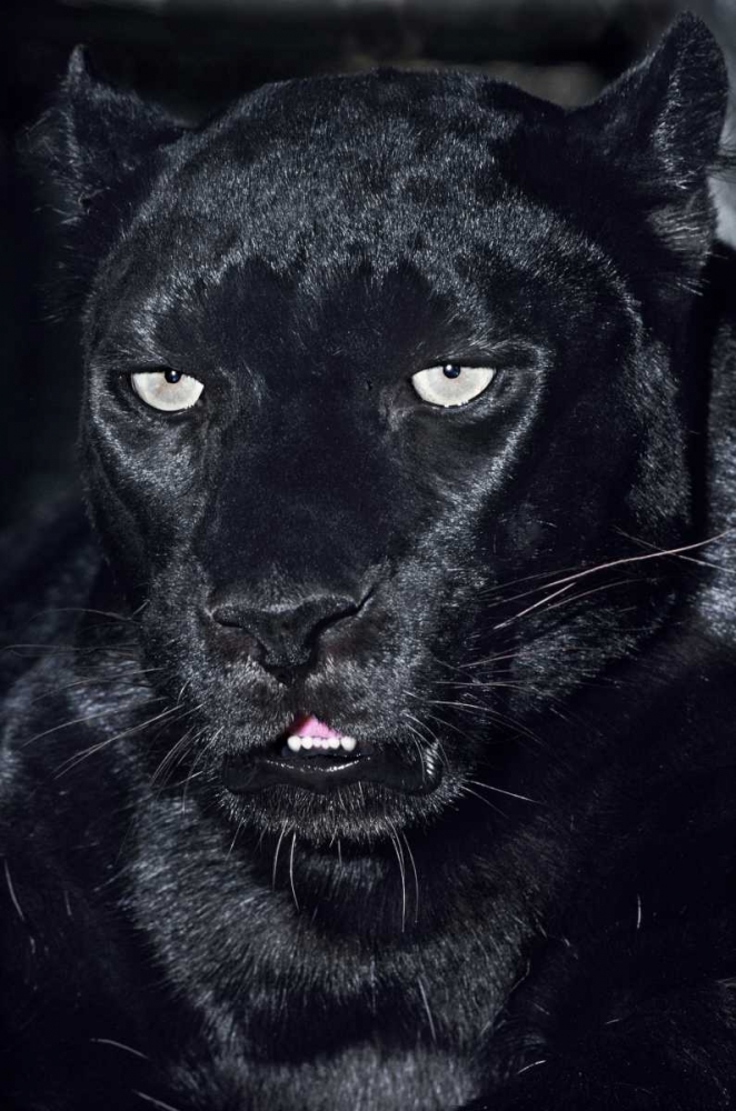 Art Print: CA, Los Angeles, Portrait of black jaguar adult