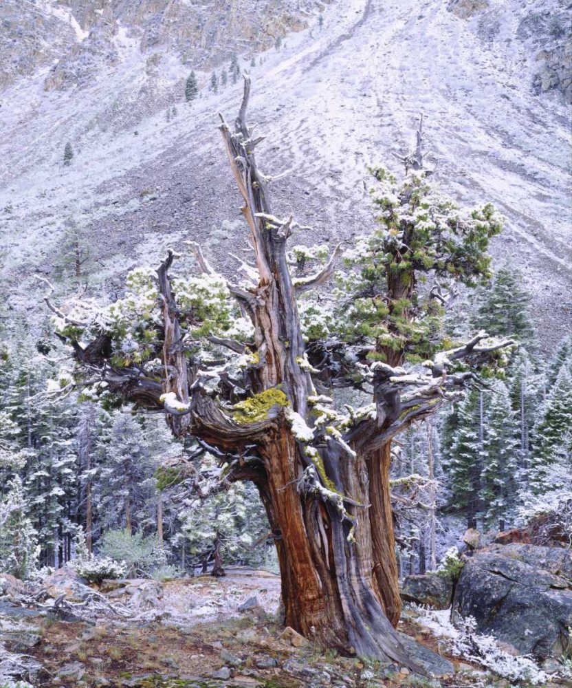 Art Print: CA, Sierra Nevada Snow-covered trees
