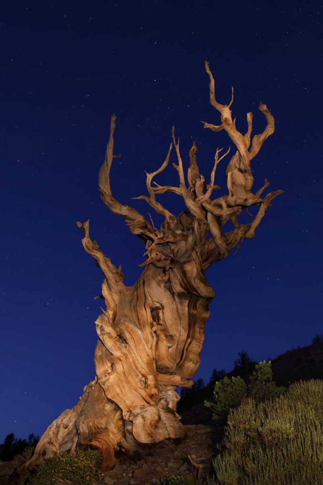 Wall Art Painting id:127661, Name: CA, White Mts Ancient bristlecone pine trees, Artist: Flaherty, Dennis