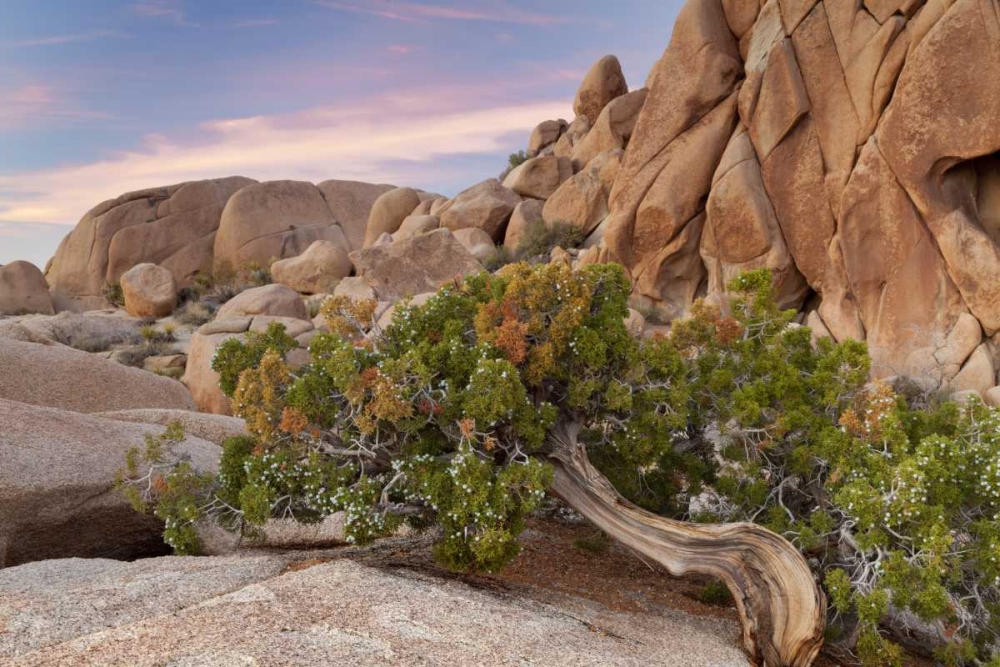 Art Print: California, Joshua Tree NP Wind-blown juniper