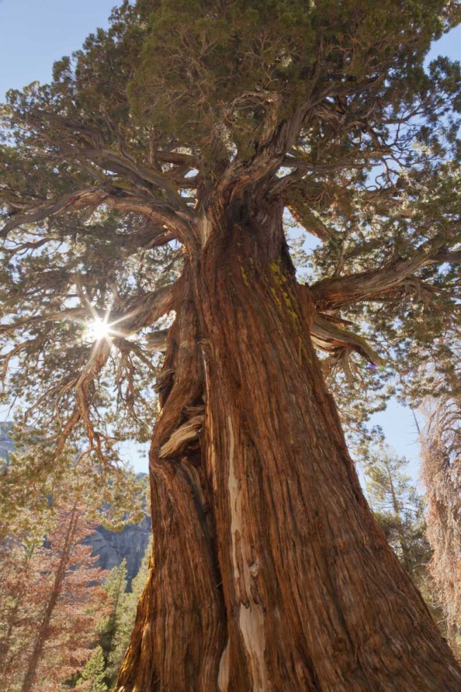 Art Print: CA, Inyo NF Juniper tree on Shadow Lake trail