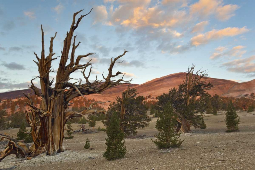 Art Print: California, Inyo NF Bristlecone Pine Forest