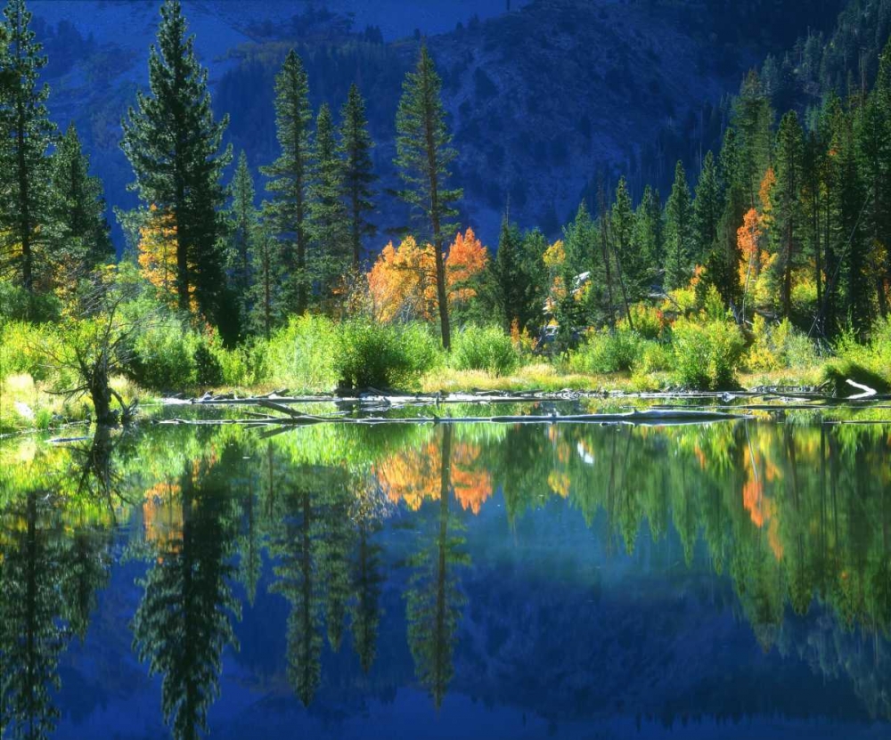 Art Print: California, Sierra Nevada Mts, A beaver pond