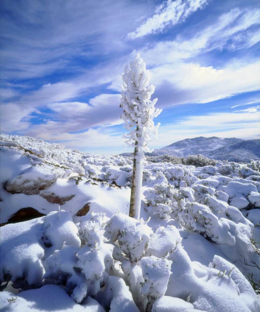 Art Print: California, Anza-Borrego A snow covered yucca