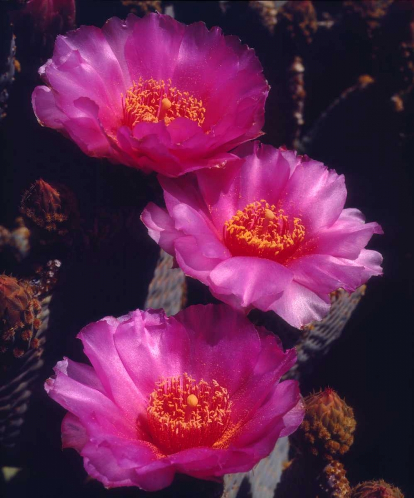 Art Print: California, Anza-Borrego Desert Beavertail Cacti
