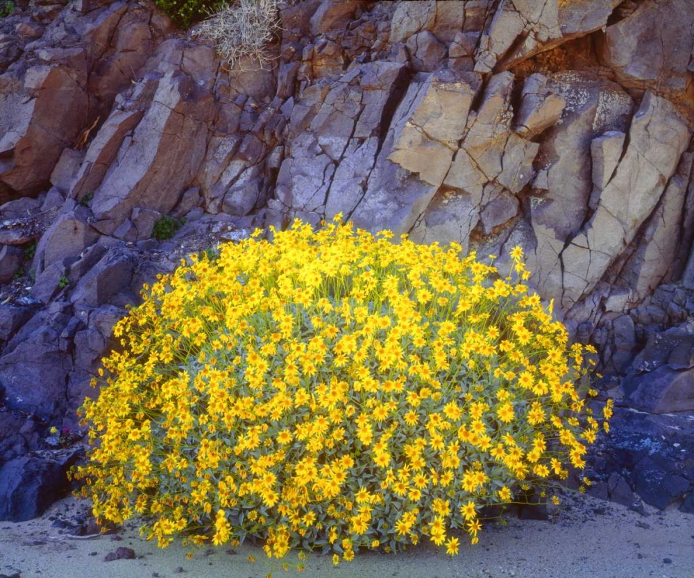 Art Print: California, Anza-Borrego Brittlebush flowers