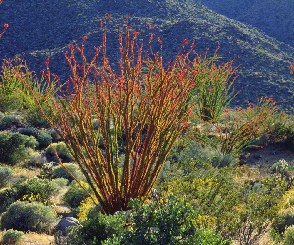 Art Print: California, Anza-Borrego Ocotillo flowers