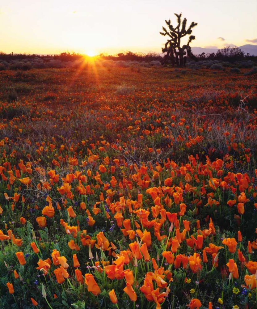 Art Print: CA, California Poppies and a Joshua Tree