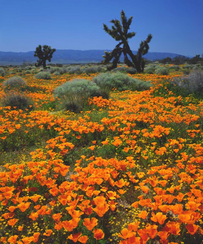 Art Print: CA, California Poppies and a Joshua Tree