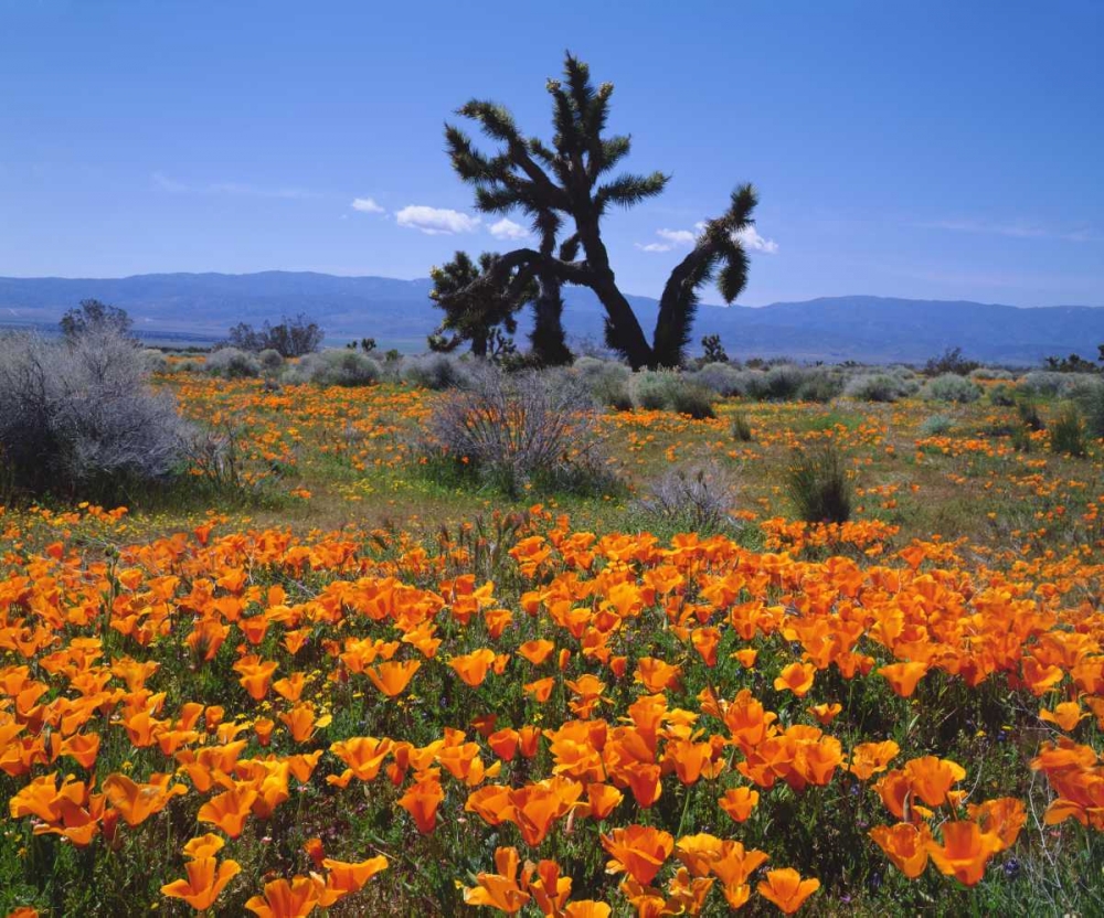 Art Print: CA, California Poppies and a Joshua Tree