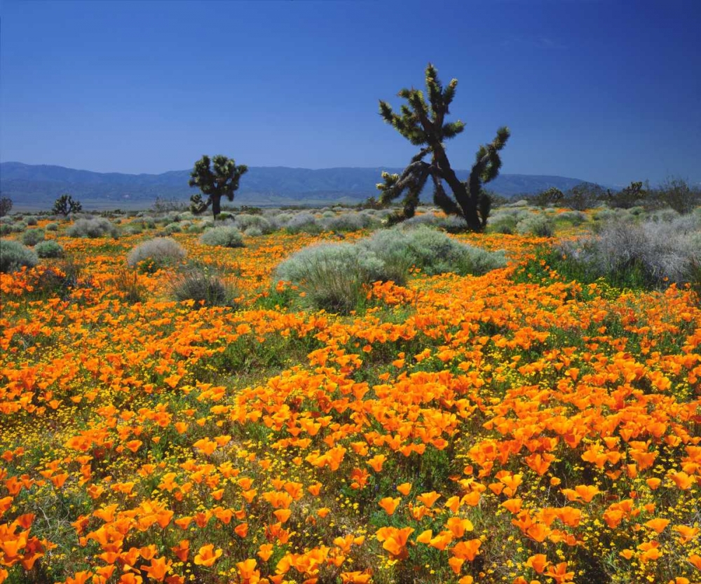 Art Print: CA, California Poppies and the Joshua Trees
