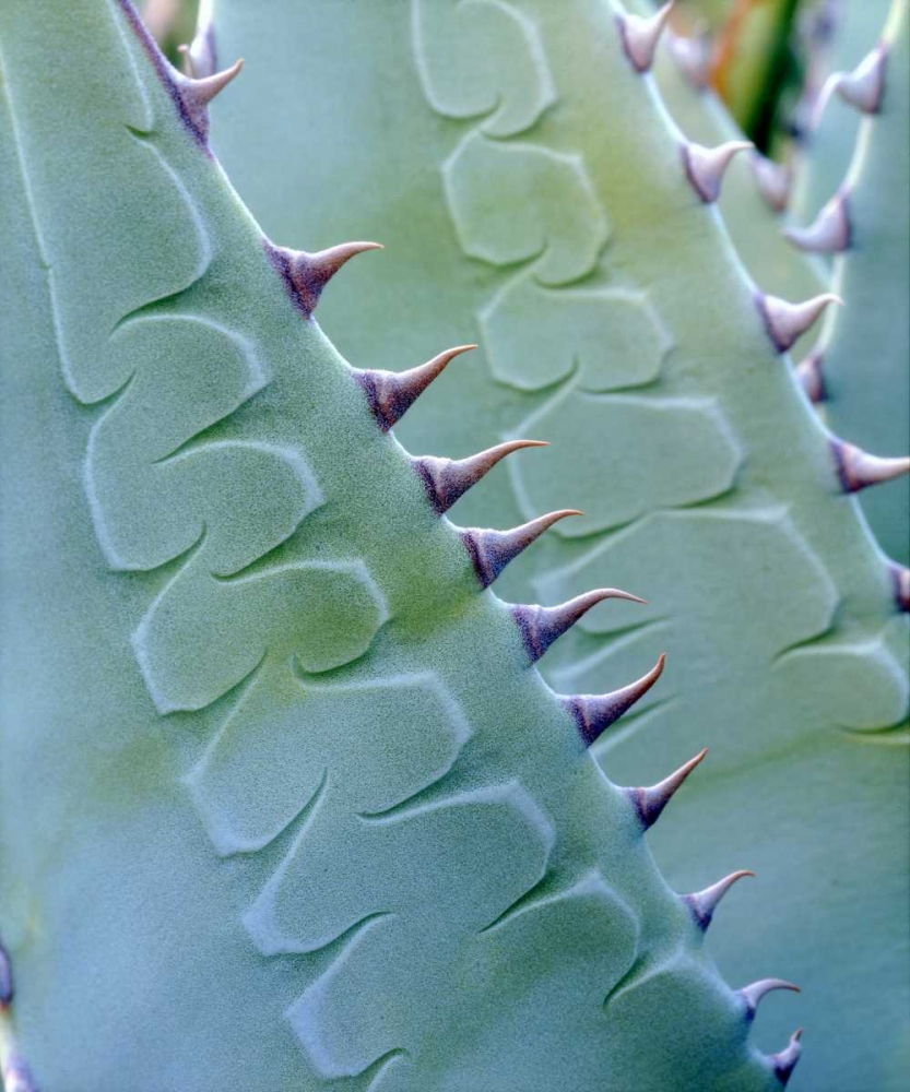 Art Print: California, Jacumba Patterns of an Agave plant