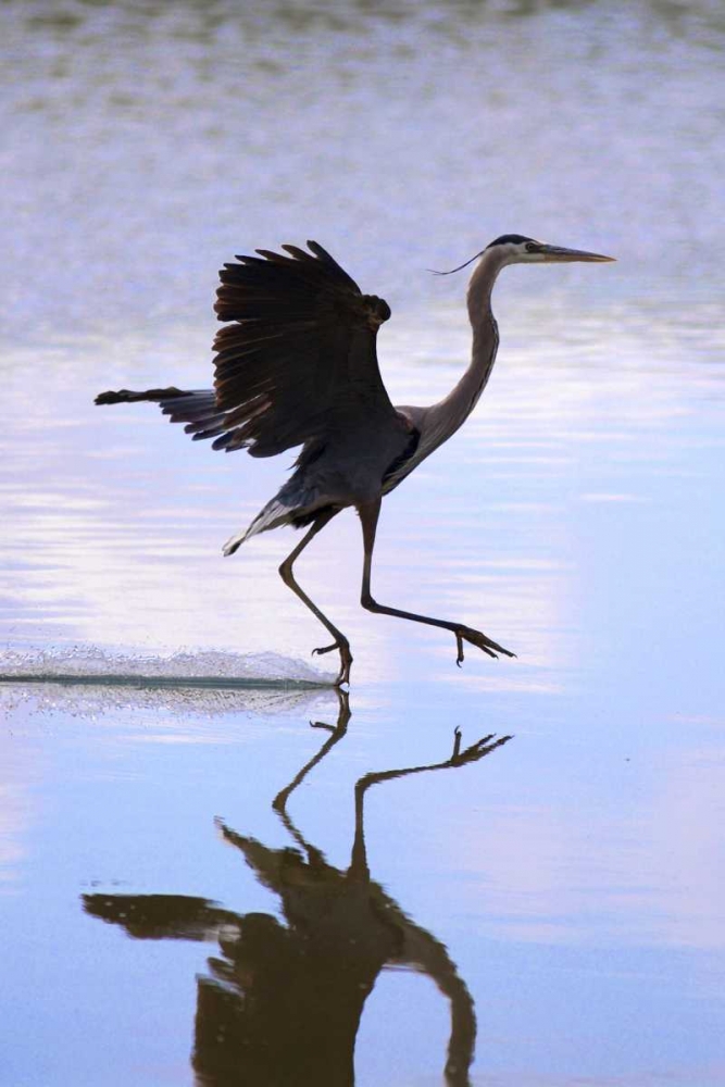 Art Print: California, Lakeside, Great Blue Heron Landing