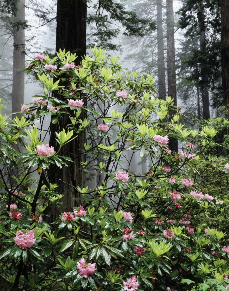 Art Print: CA Redwood trees with Rhododendron Flowers