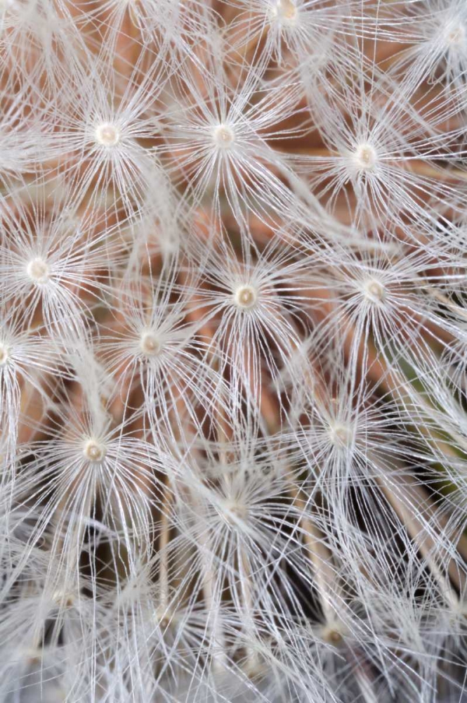 Art Print: California, San Diego, Close-up of a dandelion