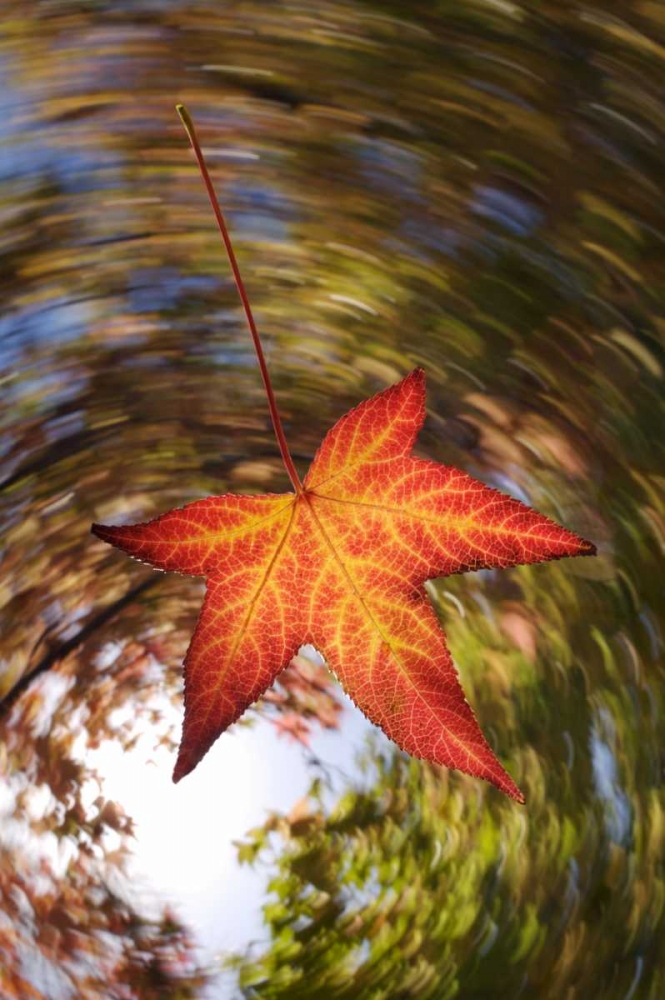 Art Print: CA, San Diego, Falling Leaf from a tree in autumn