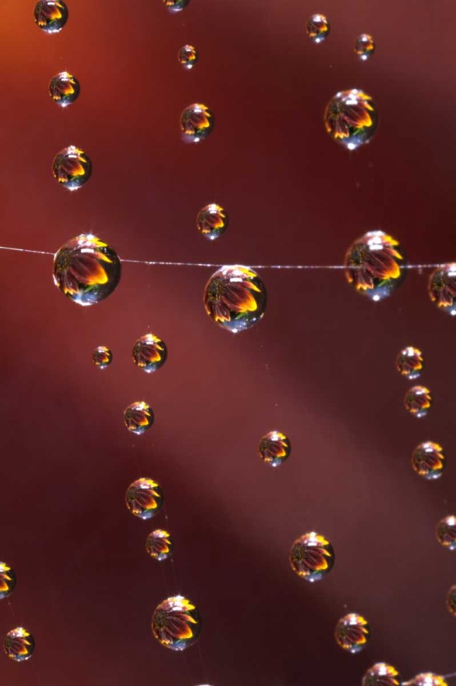 Art Print: CA, San Diego, Sunflower reflection in spider web