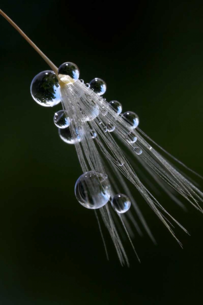 Art Print: California, San Diego, Water drops on a dandelion