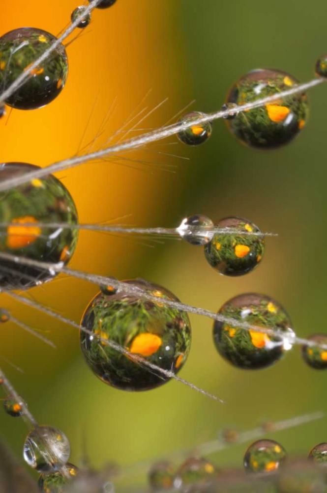 Art Print: California, San Diego, Water drops on a dandelion